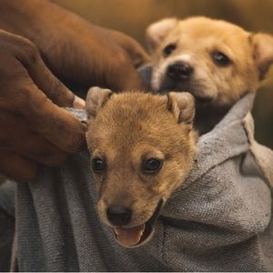 Meet your Posher, Stella